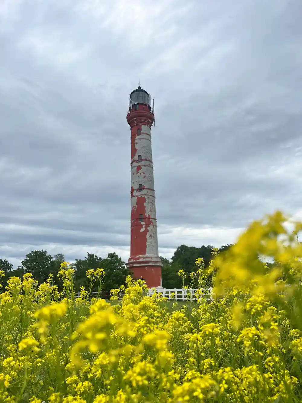 Red and white striped lighthouse surrounded by yellow flowers