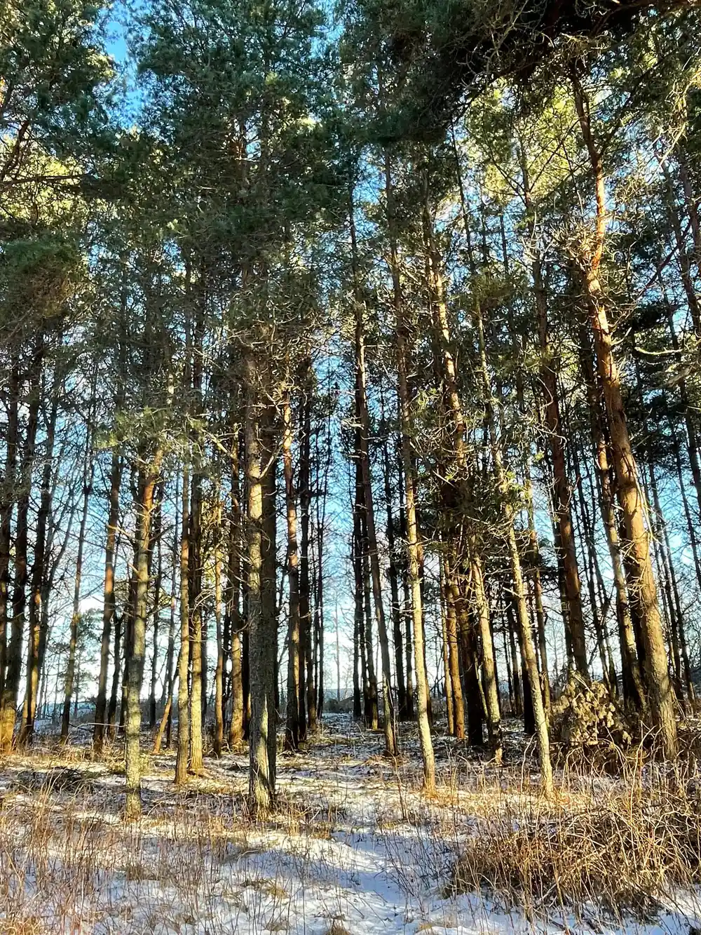 Tall pine forest in winter with snow